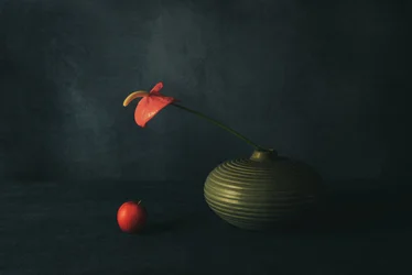 Stilleben med rød anthurium