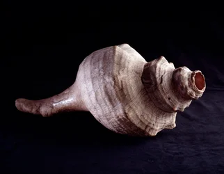 Førkolumbisk kunst, mayasivilisasjonen, klassisk periode: havskjell brukt som musikkinstrument (trompet). Fra Uaxactún, Guatemala. Mål 19,2 x 41,5 cm. Guatemala, Nasjonalmuseet for arkeologi og etnologi