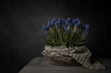 Rustikke blå blomster