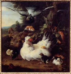 En høne og ungene hennes Maleri av Melchior Hondecoeter (1636-1695) Caen fra 1600-tallet, Museum of Fine Arts