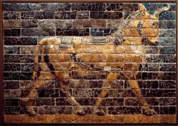 Mesopotamia: «Okse i bevegelse». Emaljerte teglstein fra Ishtarporten. Babylon (Irak) på kong Nebukadnesar IIs tid. Iraks nasjonalmuseum, Irak