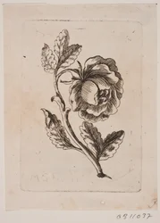 En rose