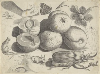 Studieark med tegningseksempler: frukt, dyr, insekter og hender Tegneeksempler (serietittel)