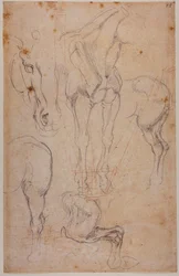 Anatomiske studier av en hest