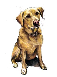 Daisy The Labrador on White, 2020