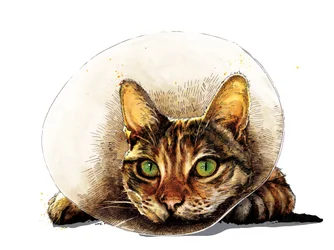 Bli frisk katt på hvitt, 2020