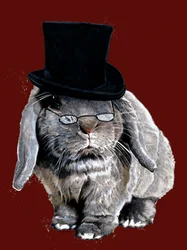 Humbug Bunny på Red Oxide, 2020
