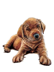 Marge The Puppy on White, 2021