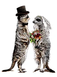 Gift med Meerkats on White, 2020