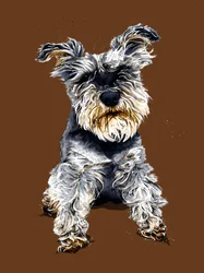 Ollie The Schnauzer på brent appelsin, 2020