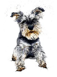 Ollie The Schnauzer on White, 2019