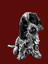 Rosie, cocker spanielen, på rødt oksid, 2020