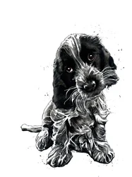 Rosie, cocker spanielen, på hvitt, 2019