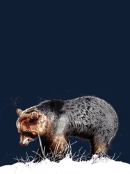 The Bear on Midnight Blue, 2020