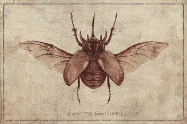 Eupatorus Gracilicornis Kopi