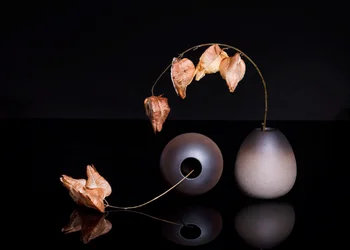 Tørkede lyktplanter