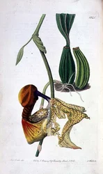 Orchid: Laelia autumnalis, utgitt av I. Ridgway