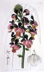 Orchis Lissochilus Roseus, utgitt av I. Ridgway