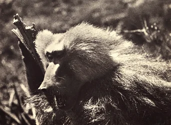 Bygge et imperium i den fascistiske tidsalderen: en ape, 09.05.1936 (s/hvitt-bilde)