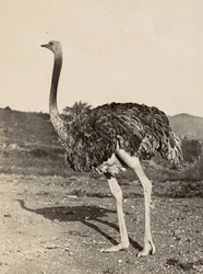 Bygge et imperium i den fascistiske tidsalderen: eksempel på en struts, 09.05.1936 (s/hvitt-bilde)