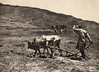 Bygge et imperium i den fascistiske tidsalderen: pløying på altopiano, 09.05.1936 (s/hvitt-bilde)
