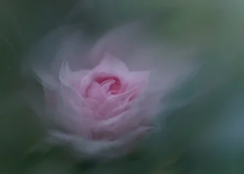 Drømmende rosa rose