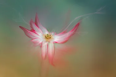 Eterisk rosa blomst