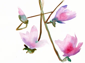 Magnolia 1, 2022 (akvarell på Langton, 300 gsm kaldpresset papir)