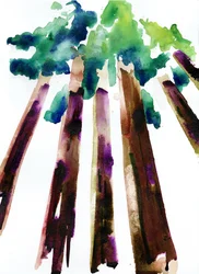 Sequoia, 2021 (akvarell på Langton, 300 gsm kaldpresset papir)