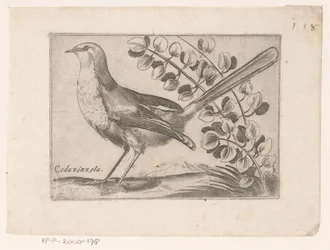 Vogel Codazinzola (tittel på objekt) Vogels (serietittel)
