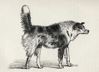 Halvavlet gjeterhund med fiendtlige intensjoner, fra Charles Darwins 
