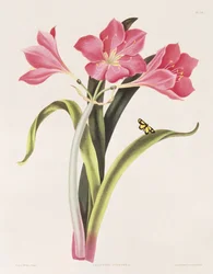 Amaryllis purpurea, plate 39 fra 