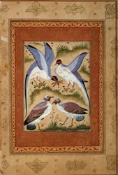 Fugler. Miniatyr gouache fra moghole skolen. 1590-1600. Paris, Guimet-museet, Nasjonalmuseet for asiatisk kunst