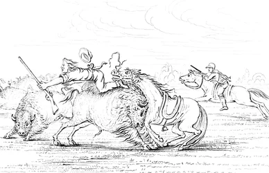 Buffalo angriper en cowboy på en hest, 1841.
