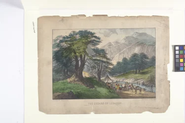 The Cedars of Lebanon (håndfarget litografi)