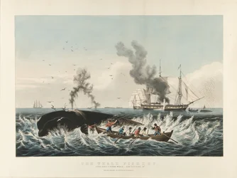 The Whale Fishery: Angripe en spermhval ... og "skjære inn" (fargelitografi)