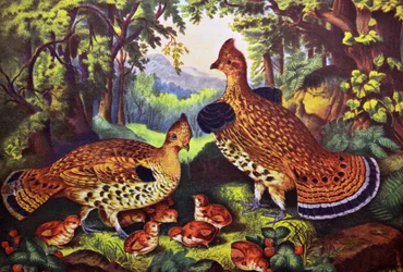 The Happy Family, Ruffed Grouse og Young