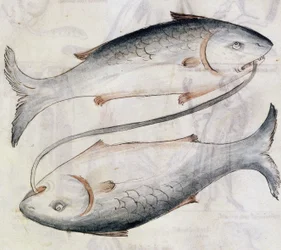 Sloane 3983 Drawing of Pisces, fra en oversettelse av en persisk astrologisk avhandling av Jafar ibn Muhammad (vellum)