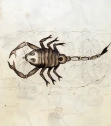 Sloane 3983. Folio nr: 23 Stjernetegnet Skorpionen (vellum)