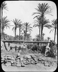Vannhjul, Egypt, c1890