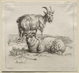 Animalia: Ram og geit