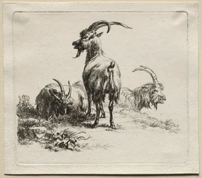 Animalia: Tre geiter