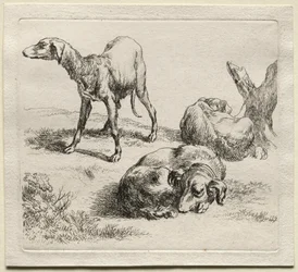 Animalia: Tre jakthunder