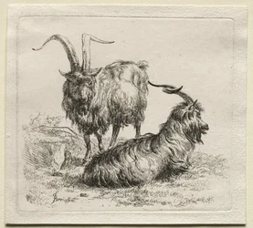Animalia: To geiter
