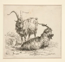 Geiter (fra