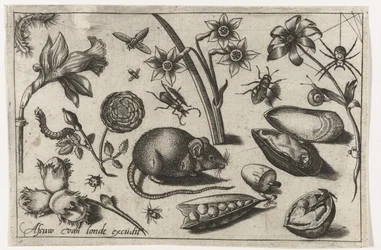 Blomster, en mus, insekter og en blåskjell Fugler, blomster, insekter etc. (serietittel)