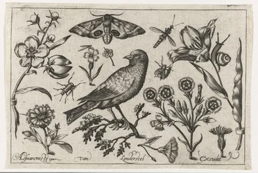 Blomster, insekter, nattpåfugløye og en kråke Fugler, blomster, insekter etc. (serietittel)