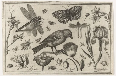 Blomster, øyenstikkere og fugl Fugler, blomster, insekter etc. (serietittel)