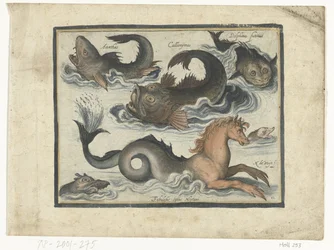 Fantastiske vannlevende dyr, inkludert sjøhest Libelivs diverse Genera piscium complectens (serietittel) Ferskvannsfisk, marin fisk, frosker, krepsdyr og sjødyr (serietittel)