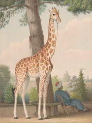 Studie av giraffen gitt til Charles X av visekongen i Egypt